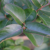 lagerstroemia_indica5md