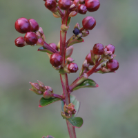 lagerstroemia_indica6md