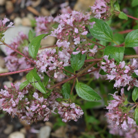 origanum_vulgare7md