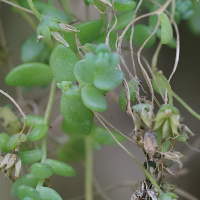 sedum_dasyphyllum4md