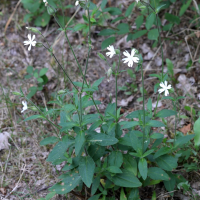 Silene latifolia (Compagnon blanc, Silène blanc, Silène des prés)