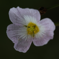 baldellia_ranunculoides1md (Baldellia ranunculoides)