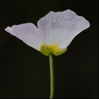 baldellia_ranunculoides7md (Baldellia ranunculoides)