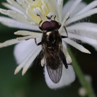 Chalcosyrphus nemorum (Syrphe des bois)