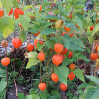 Physalis alkekengi (Amour en cage, Lanterne japonaise)