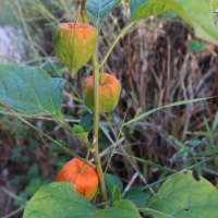 physalis_alkekengi2md