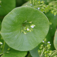 claytonia_perfoliata2md (Claytonia perfoliata)