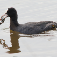 foulque_macroule_-_fulica_atra20md