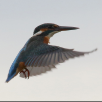 martin-pecheur_d-europe_-_alcedo_atthis6md (Alcedo atthis)