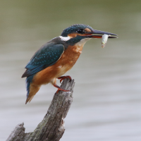 martin-pecheur_d-europe_-_alcedo_atthis7md (Alcedo atthis)