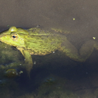 pelophylax_ridibundus11md