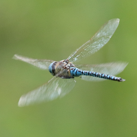 aeschna_affinis7bd