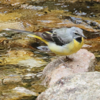 bergeronnette_des_ruisseaux_-_motacilla_cinerea6bd