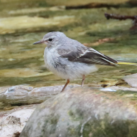 bergeronnette_des_ruisseaux_-_motacilla_cinerea7bd