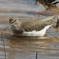 chevalier_culblanc_-_tringa_ochropus6bd (Tringa ochropus)