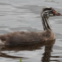 grebe_huppe_-_podiceps_cristatus18bd