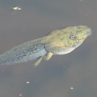 pelophylax_ridibundus_tetard3bdjpg