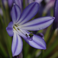 agapanthus_praecox7md (Agapanthus praecox)