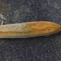 Arion subfuscus (Loche roussâtre)