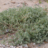 Atriplex laciniata (Arroche des sables)