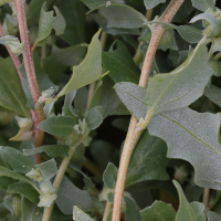 atriplex_laciniata2md (Atriplex laciniata)