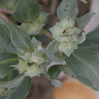 atriplex_laciniata7md (Atriplex laciniata)