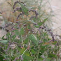 atriplex_prostrata7md (Atriplex prostrata)