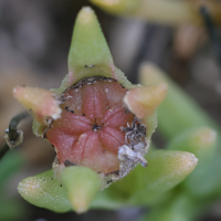 delosperma_cooperi4md (Delosperma cooperi)