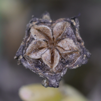 delosperma_cooperi5md (Delosperma cooperi)