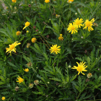 Euryops chrysanthemoides (Euryops à fleurs de chrysanthème)