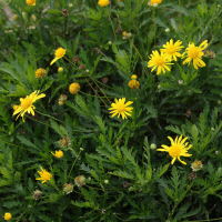 euryops_chrysanthemoides1md