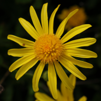 euryops_chrysanthemoides3md