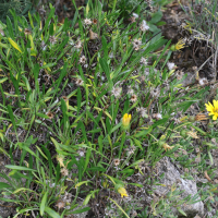 gazania_linearis1md