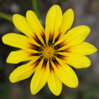 Gazania linearis (Gazanie)