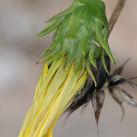 gazania_linearis3md