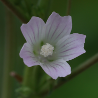 malva_neglecta2md