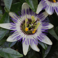 passiflora_caerulea8md