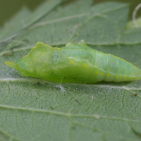 pieris_rapae_chrys1md