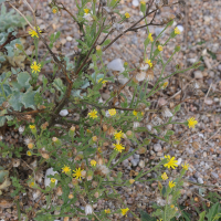 senecio_viscosus6md