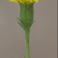 senecio_viscosus8md