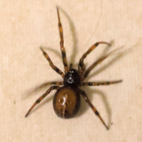 steatoda_bipunctata5md