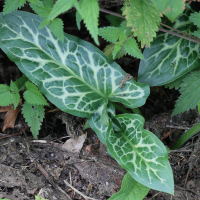 arum_italicum8md (Arum italicum)