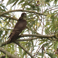 Falco columbarius (Faucon émerillon)