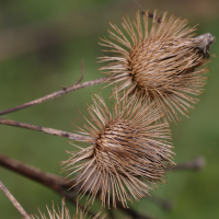 arctium_lappa5md (Arctium lappa)