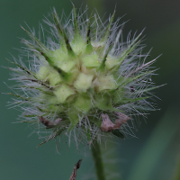 dipsacus_pilosus7md (Dipsacus pilosus)