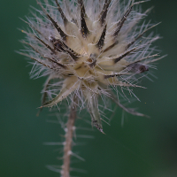 dipsacus_pilosus8md (Dipsacus pilosus)