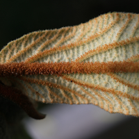 viburnum_rhytidophyllum7md