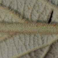 viburnum_rhytidophyllum8md