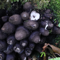 xylaria_polymorpha8md