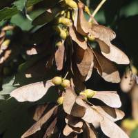 acer_pseudoplatanus7md